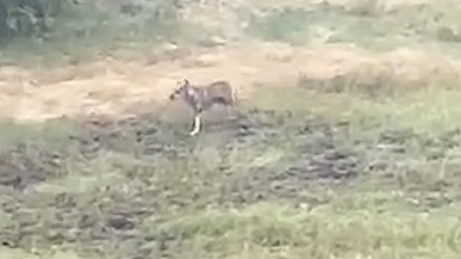Comignago, avvistato lupo tripode